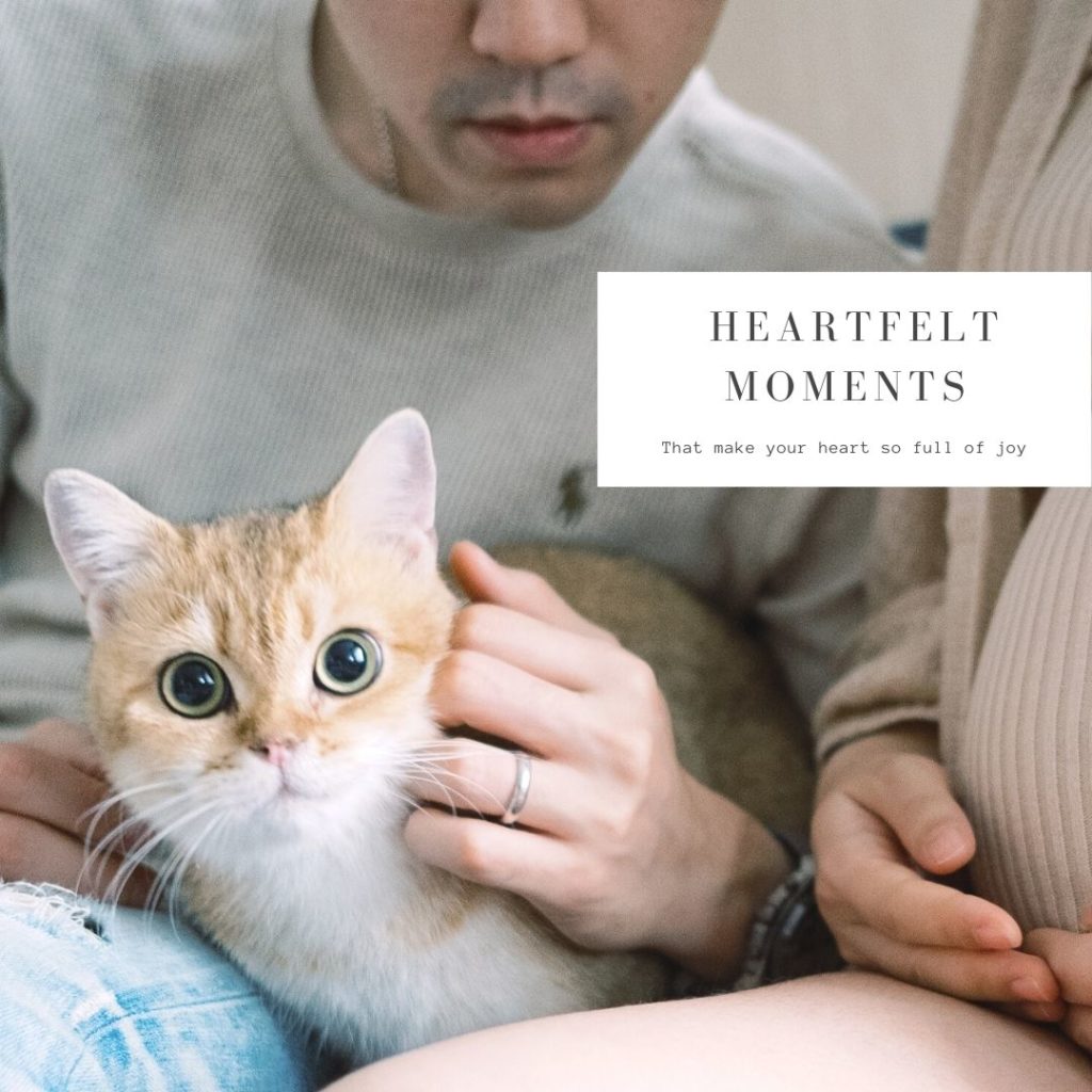 Maternity Photos With Cat